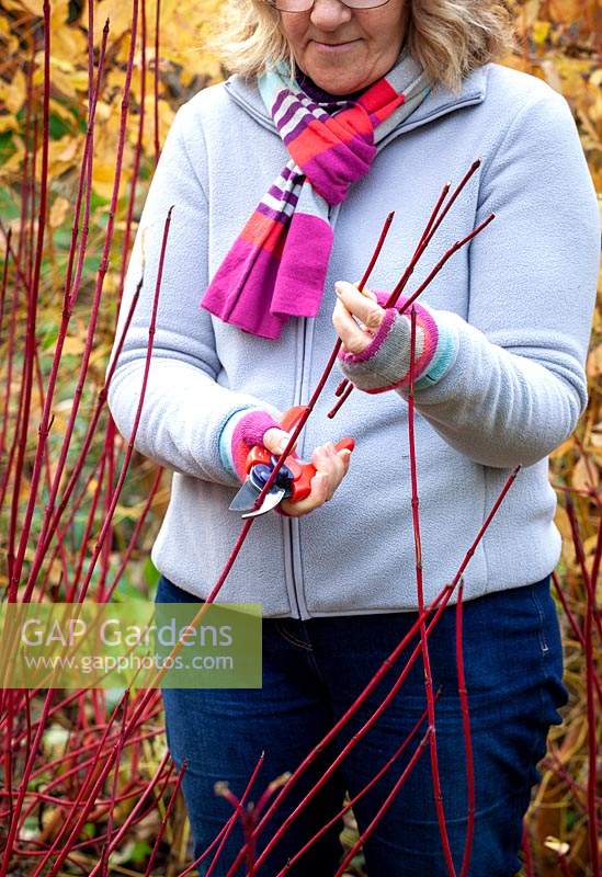 Gathering material for  hardwood cuttings from Cornus sanguinea - dogwood - in winter