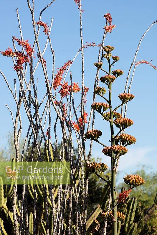 Agave americana, the century plant in bud adjacent to a blossoming Fouquieria splendens, commonly known as ocatillo.