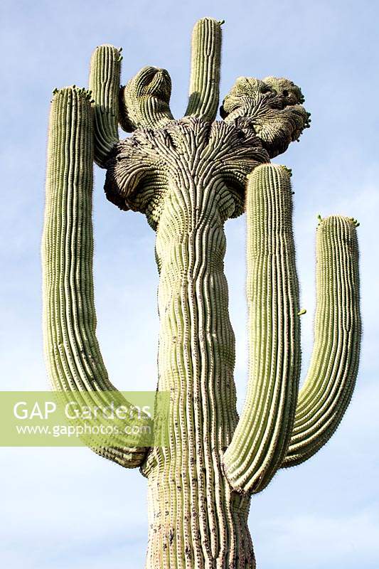Cristate or crested Carnegiae gigantea  - Saguaro Cactus