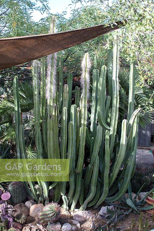 Pachycereus schottii 'Senita or garambullo cactus' growing in a shaded area of a private garden housing a large collection of cactii and succulents many of which are rescue plants from state infrastructure projects.