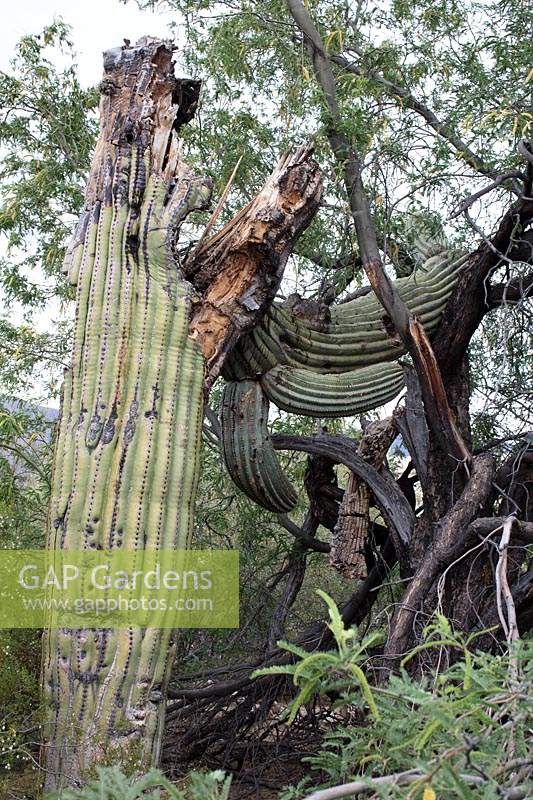 The huge weight of a fallen Carnegiea gigantea 'Saguaro cacatus' has damaged an adjacent  Prosopsis spp. 'Mesquite tree'. Arizona, USA.