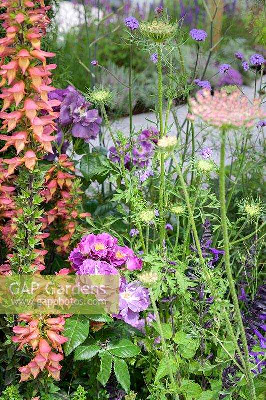 Planting of Digitalis Illumination Series and Rosa 'Rhapsody in Blue'. The Cancer Research UK Garden. Pledge Pathway To Progress. RHS Hampton Court Palace Garden Festival, 2019.