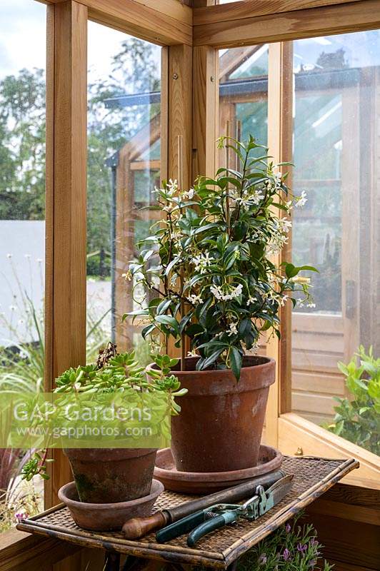 Potted plants in terracotta pots inside greenhouse. RHS Hampton Court Palace Garden Festival, 2019. 