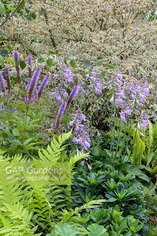 Farfugium japonicum 'Giganteum' with purple flowering Hosta 'Devon Green' in The Smart Meter Garden. RHS Hampton Court Palace Garden Festival, 2019.
