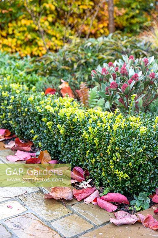 Path with fallen Cercis leaves, Buxus hedge and Skimmia 'Perosa' - with flowerbuds in Autumn. 