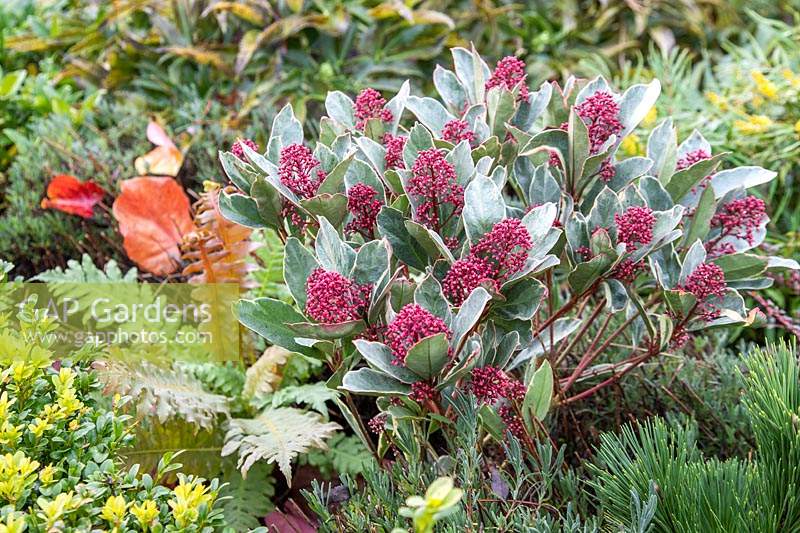 Skimmia 'Perosa' - with flowerbuds in Autumn