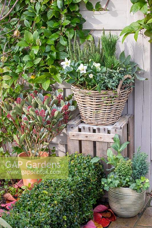 Wicker basket planted with Helleborus niger and mixed miniature conifers, Skimmia 'Perosa' in container to the left. 