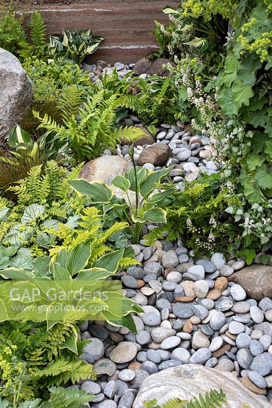 Hosta, Drypteris filix-mas, Alchemilla mollis, Ajuga reptans 'Purpurea' and Carex 'Prairie Fire' in 'Eutierria', designed by Neil Sutcliffe at RHS Chatsworth Flower Show, 2019.
