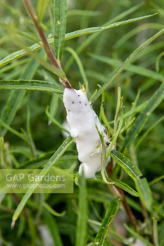 Cuckoo spit on stem of Salix rosmarinifolia - Willow caused by Froghopper 'Aphrophora alni', foam with nymphs inside.