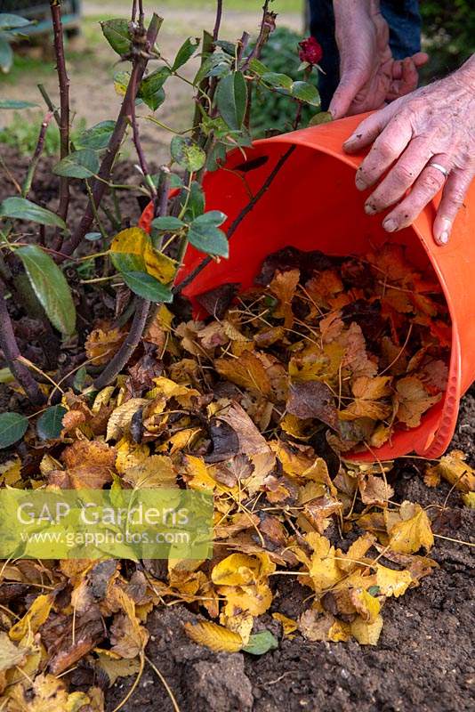 Adding dead leaves around a rose bush in late autumn as frost protection.