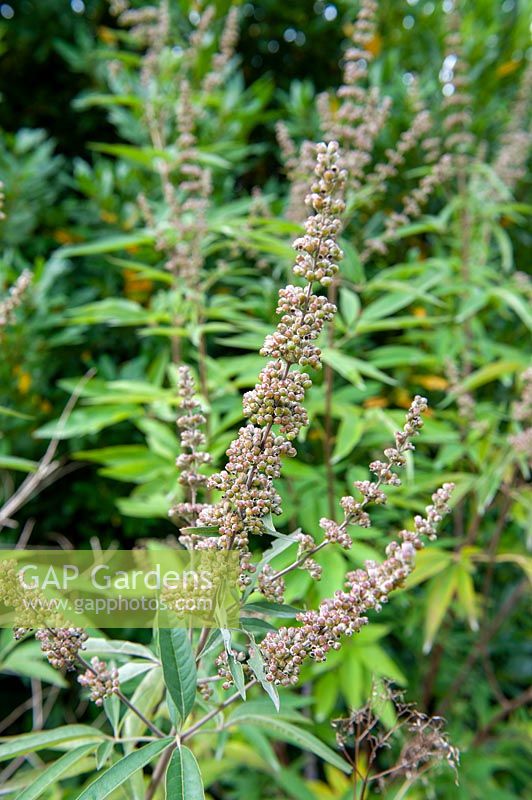 Vitex agnus-castus - Chasteberry seedheads