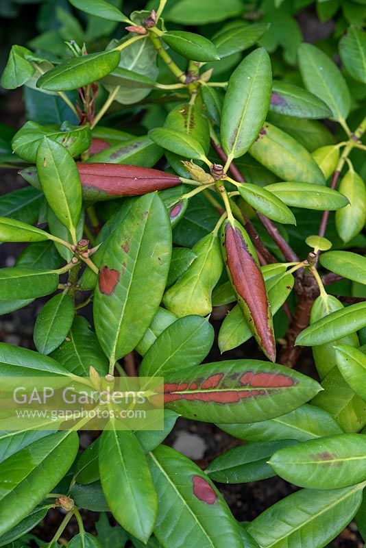 Symptoms of winter burn on Rhododendon leaves due to water stress