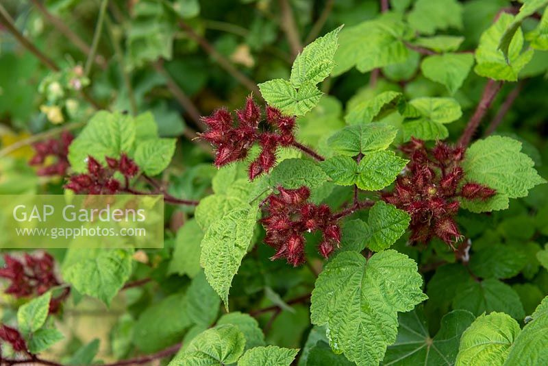 Rubus phoenicolasius - Japanese Wineberry Buds with sticky hairs