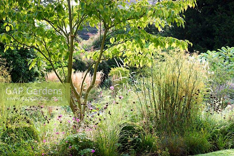 Cosmos, Daucus carota, Dianthus carthusianorum, bronze fennel and grasses below a Cornus controversa in the front garden at the Old Vicarage, Weare, Somerset, UK