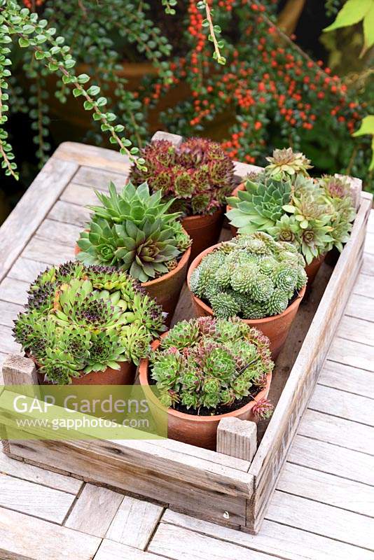 Six potted succulents in a wooden tray at the Old Vicarage, Weare, Somerset, UK