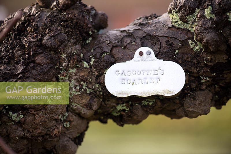 Metal labels on trained fruit trees in the Kitchen Garden at Doddington Hall, Lincolnshire in March