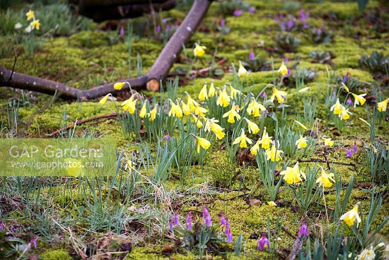 Small daffodils and dog's tooth violets emerging through mossy ground below ancient sweet chestnuts at Doddington Hall, Lincolnshire in March