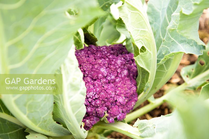 Brassica oleracea var. botrytis - Purple Cauliflower 'Graffiti' F1 