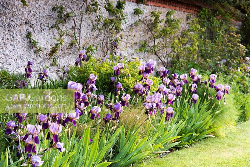 Bearded irises in the Tunnel Garden at Heale Gardens, Middle Woodford, Wilts in May