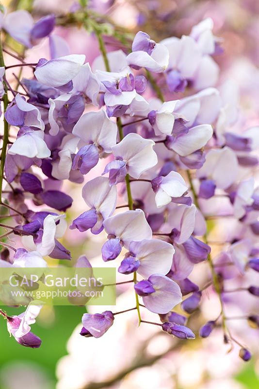 Wisteria sinensis 'Amethyst'