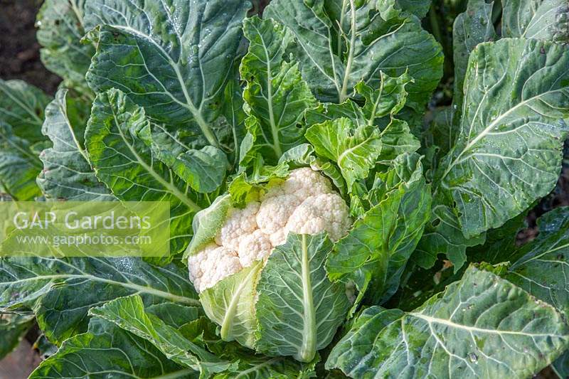 Brassica oleracea botrytis - Cauliflower 'All the Year Round' - ready for harvesting.

