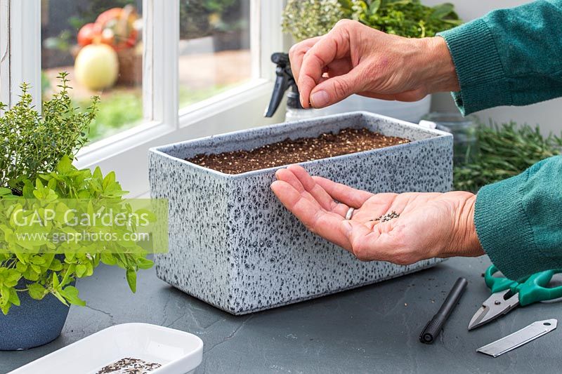 Woman carefully sowing seeds in container