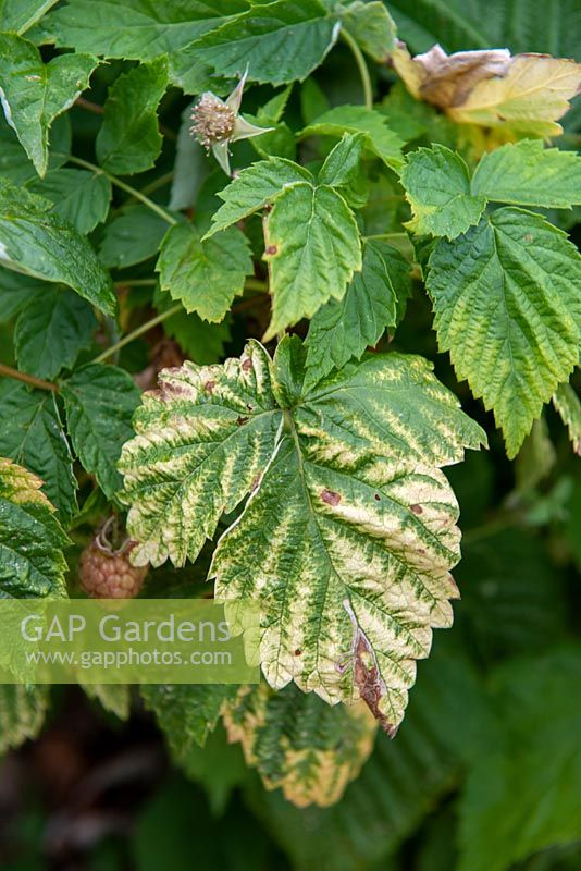 Raspberry leaf showing signs of magnesium deficiency