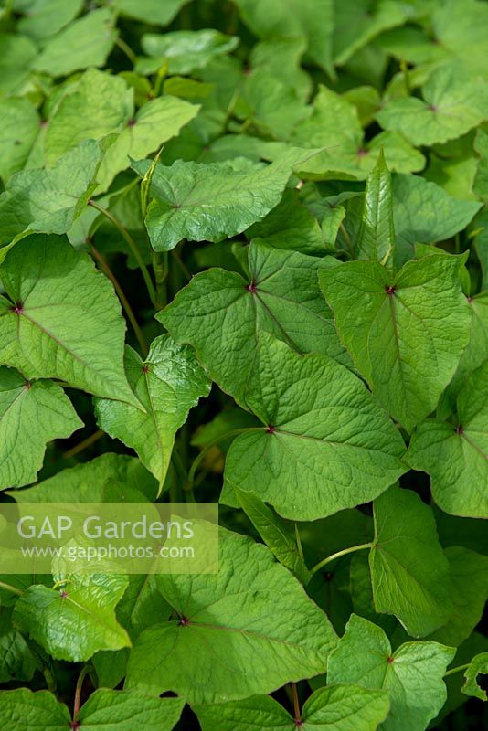 Fagopyrum dibotrys - Perennial Buckwheat.