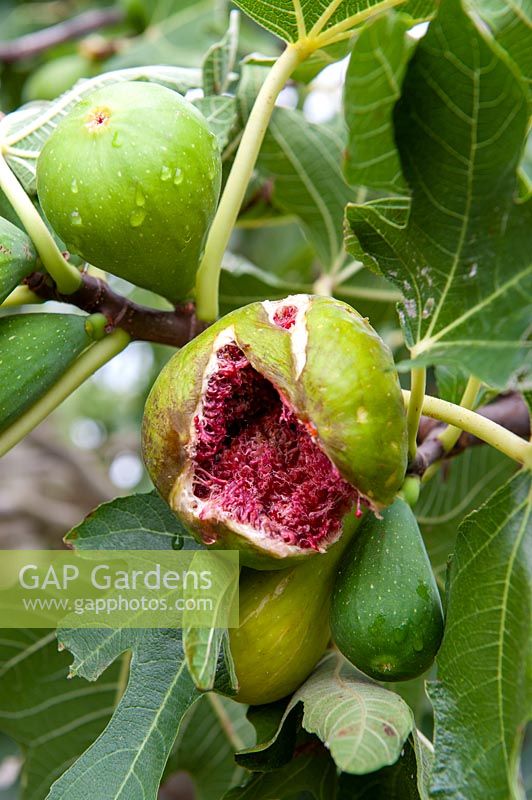 Ficus carica - Splitting fruit