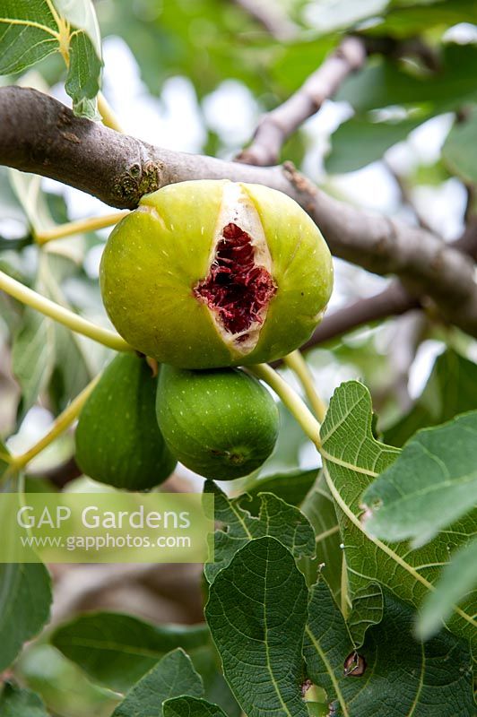Ficus carica - Splitting fruit