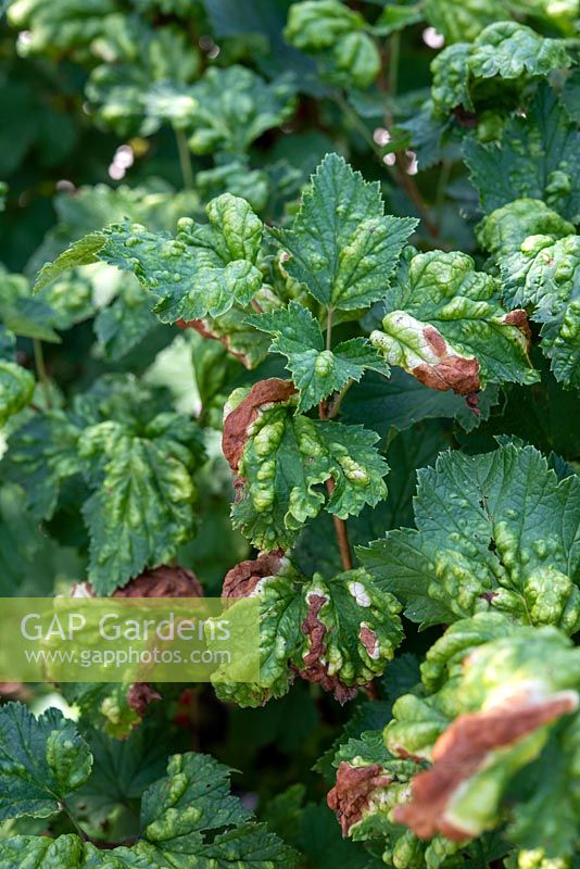 Ribes rubrum - Redcurrant leaves affected by currant blister aphid Cryptomyzus ribis