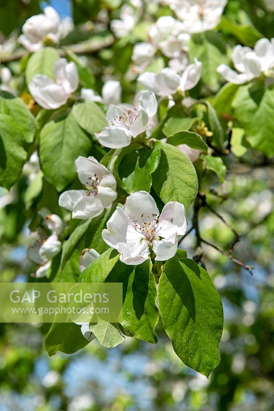 Cydonia oblonga 'Champion' - Quinceflowers in spring