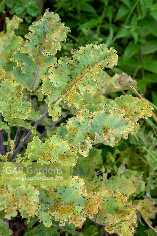 Phyllotreta cruciferae - Flea beetle damaging Kohlrabi leaves