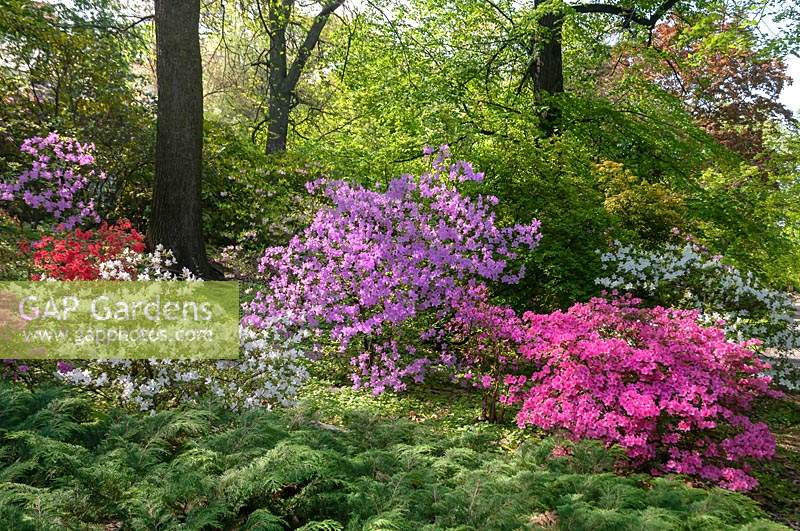 Spring border with colourful Rhododendrons - Botanical Garden of Faculty of Charles University, Prague, Czech Republic