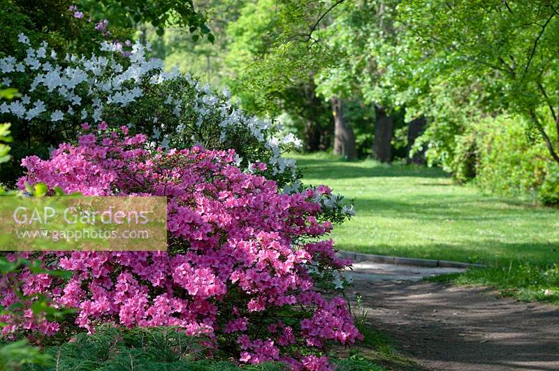 Spring park with blooming Rhododendrons including Korean Azalea yedoense var. poukhanense 'Compacta'. Botanical Garden of Faculty of Charles University, Prague, Czech Republic. 