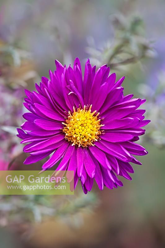 Aster 'Thundercloud'