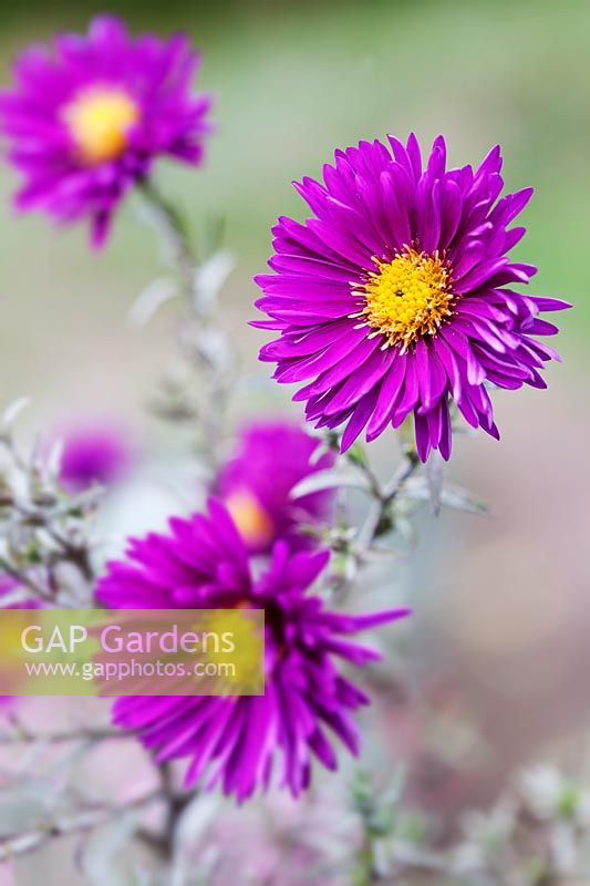 Symphyotrichum novi-belgii 'Thundercloud' - Aster 'Thundercloud' 