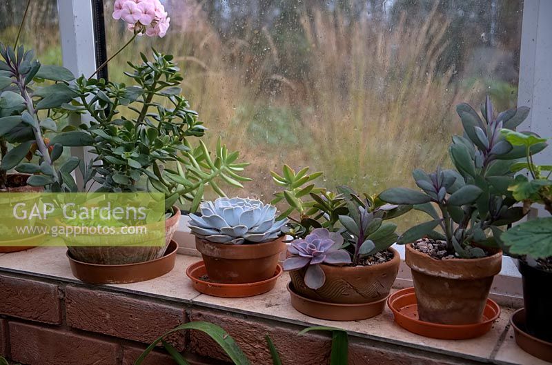 Pachyphitum, Echevaria, Kalanchoe, Senecio and Crassula on a windowsill