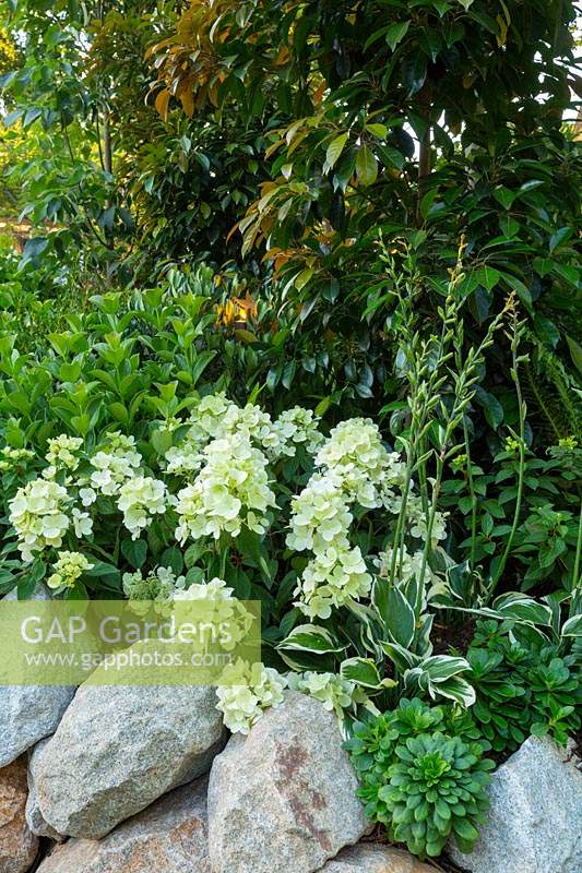 Detail of a dry stone wall constructed from rustic sandstone, with a layered planting of flowering plants and shrubs, featuring a variegated Hosta 'Minuteman', Viburnum odoratissimum 'Dense Fence' and Elaeocarpus eumundii