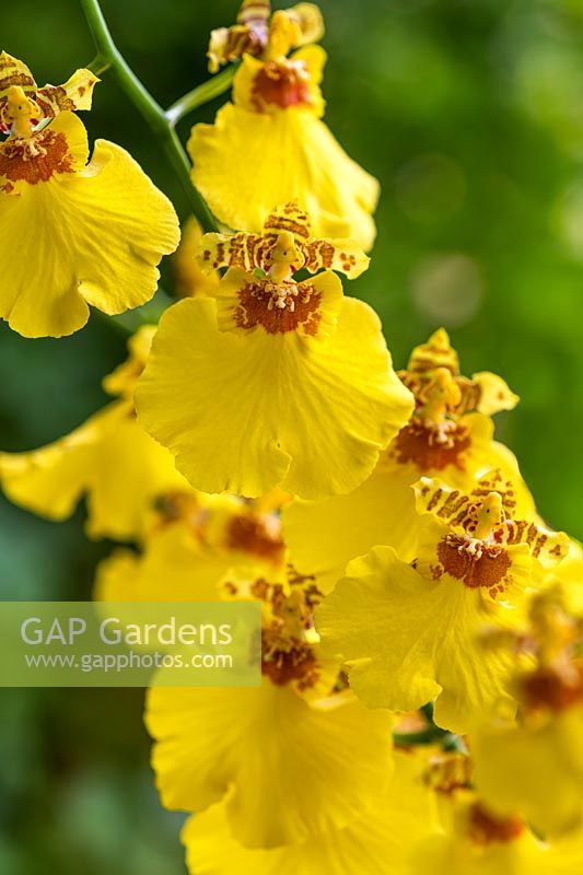 Oncidium 'Sweet Sugar' - Dancing Lady Orchid