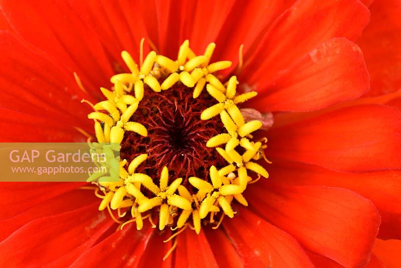 Zinnia elegans  'Orange King'  