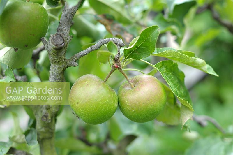 Malus domestica, apple 'Granny Smith'