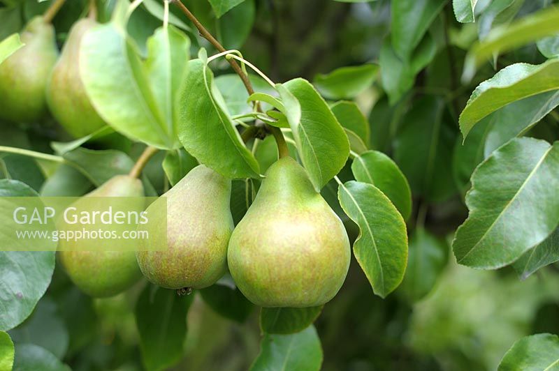 Pyrus, pear, 'doyenne de comice'