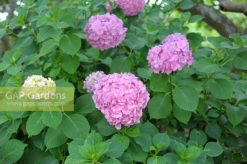 Hydrangea 'Mrs Kumiko'