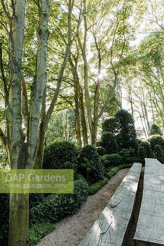 Jardin d'Aval with table and benches by German sculptor Thomas RÃ¶sler surrounded by Muehlenbeckia complexa and Ilex aquifolium. Jardins d Etretat, Normandy, France