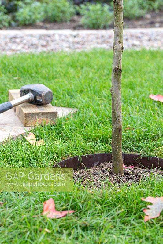 Metal tree guard around base of newly planted tree