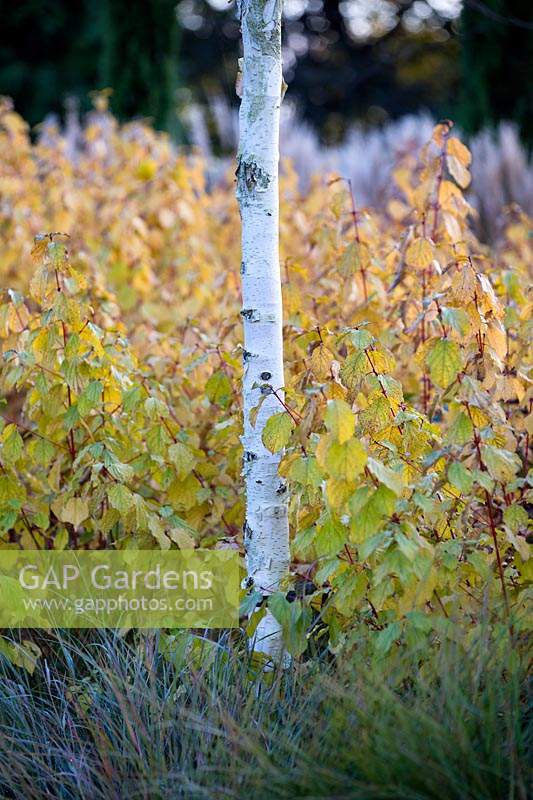 Betula utilis var. jacquemontii 'Grayswood Ghost' and Cornus sanguinea 'Midwinter Fire' with Anemanthele lessoniana. 