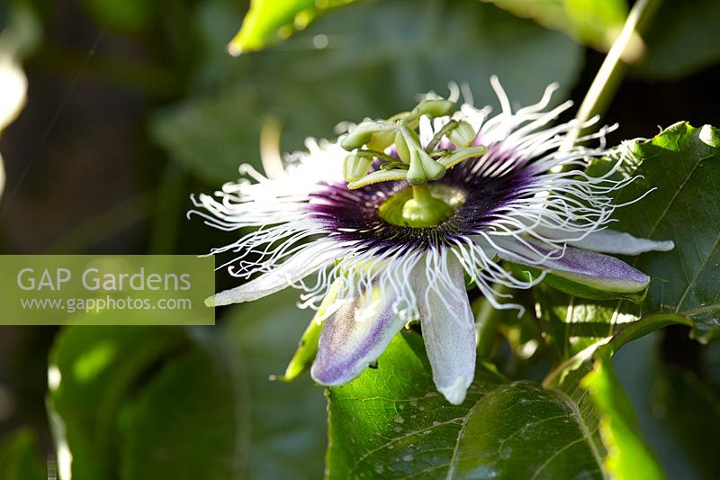 Passiflora edulis - Passionflower 