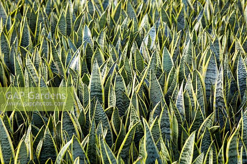 Sansevieria trifasciata var. laurentii - Variegated snake plant
