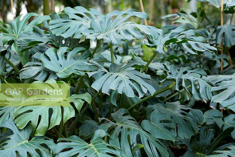 Monstera deliciosa - Swiss cheese plant